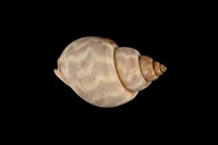 藏品(臺灣鳳螺)的圖片